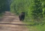 Бурого медведя заметили в лесу под Минском