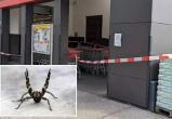 Под Веной закрыли магазин из-за паука