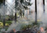 В 75 районах Беларуси ввели ограничение на посещение лесов
