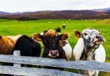 В Ирландии убьют миллион коров ради спасения планеты