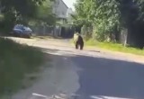 В деревне под Минском прямо по улице гуляет медведь