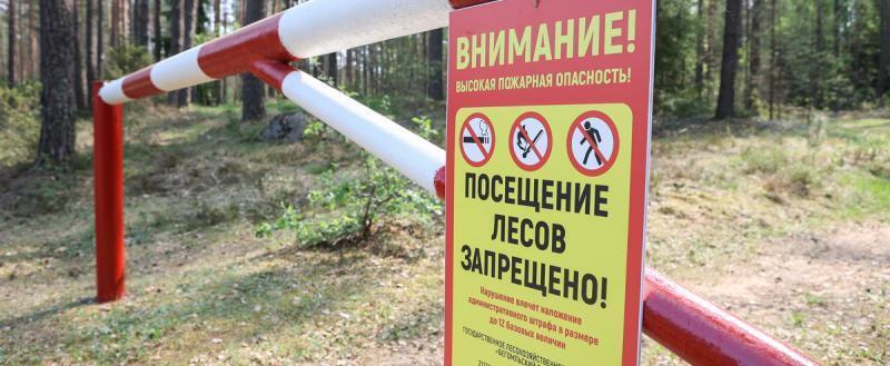 Запреты и ограничения на посещение лесов действуют в 40 районах Беларуси