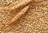 Bloomberg: Египет заменит пшеницу из России на болгарскую и французскую