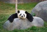 Китай забирает из зоопарков США всех панд – посланников дружбы