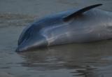 Более 100 дельфинов погибли в Амазонке из-за жары
