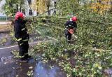 Более 800 городов и деревень в Беларуси остались без света из-за упавших деревьев