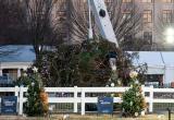 В Белом доме рухнула главная рождественская елка Вашингтона