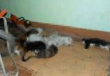 Пенсионерка и ее 18 котов сгорели при пожаре в Бобруйске