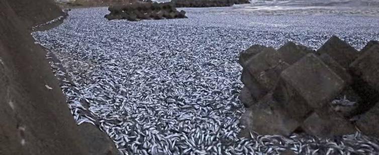 Огромное количество рыбы выбросило у берегов Японии
