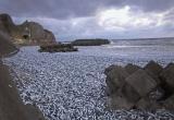 Огромное количество рыбы выбросило у берегов Японии