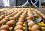 В России завели уголовные дела из-за высоких цен на яйца