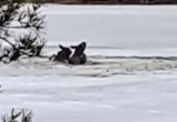 Два лося едва не утонули в озере – помогли полоцкие спасатели