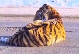 Раненый тигр лежал прямо на трассе в Хабаровском крае