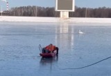 Лебедю, примерзшему ко льду, помогли брестские спасатели