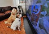 Собаки любят смотреть видео про животных и футбол - исследование