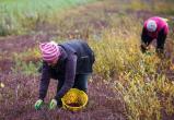 Новые правила сбора ягод, грибов и трав ввели в Беларуси