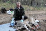 Волки из чернобыльской зоны реже болеют раком