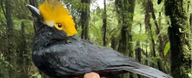 Птицу, которую не видели 20 лет, сфотографировали в лесах Африки