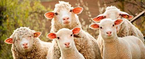 У белорусского фермера арестовали овец за неуплату алиментов