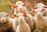 У белорусского фермера арестовали овец за неуплату алиментов