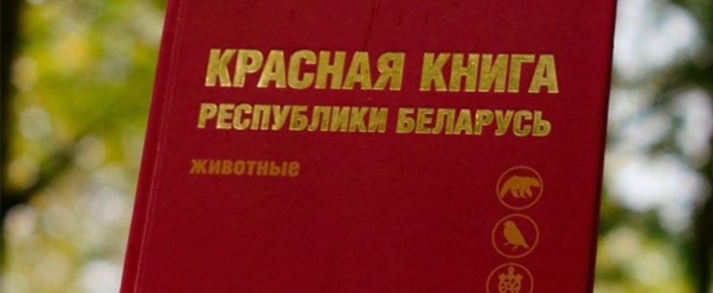 Красную книгу Беларуси серьезно подкорректируют