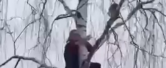 Девушка в Подмосковье пыталась спасти кошку, в итоге обе застряли на дереве