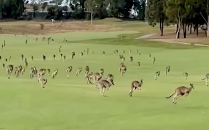 Кенгуру толпой наведались в гольф-клуб в Австралии