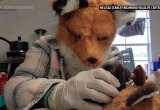 В США специалисты носят маску лисы, ухаживая за осиротевшим лисенком
