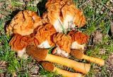 Минздрав рассказал, как не отравиться грибами