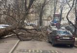 Собянин: городские службы устраняют последствия урагана