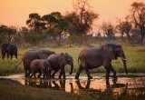 Ботсвана пригрозила Германии 20 тысячами слонов