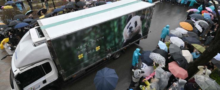 В Южной Корее 6 тысяч человек пришли попрощаться с пандой