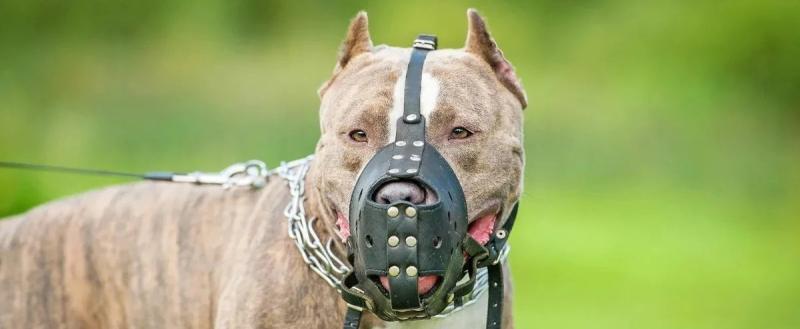 Новые требования для владельцев собак опасных пород в Беларуси