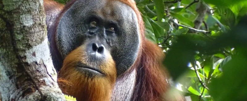 Ученые впервые увидели, как орангутан занимается самолечением