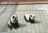 Китайский зоопарк выставил окрашенных собак под видом панд