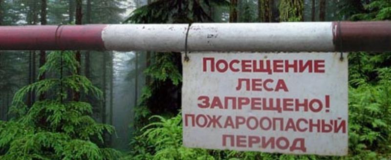 Запреты и ограничения на посещение лесов введены почти по всей Беларуси
