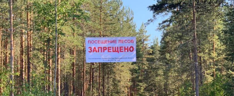 Только в шести районах Беларуси можно посещать леса без ограничений
