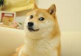 В Японии умерла знаменитая собака-мем