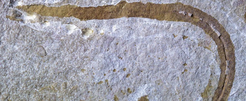 Доисторического червя, как из фильма «Дюна», обнаружили в Англии