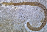 Доисторического червя, как из фильма «Дюна», обнаружили в Англии