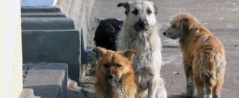 Животных отлавливали с нарушением закона в Минской области