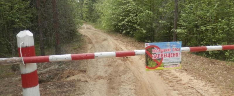 Только в двух районах Беларуси можно посещать леса без ограничений