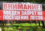 Во всех районах Беларуси действуют ограничения и запреты на посещение лесов