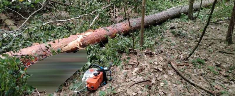 Вальщика леса привалило деревом в Свислочском районе