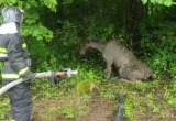 Аистенка спасали в минском зоопарке и лося - в Витебской области