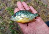 Новый опасный вид рыбы появился в водоемах Беларуси