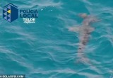 Люди кричат от страха: три пляжа закрыли в Испании из-за акул-молотов