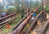 Женщина погибла из-за упавшего дерева в Зельвенском районе