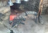 13-летнего крокодила выставили на торги в Беларуси