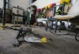 Более 200 крокодилов вышли на улицы городов Мексики